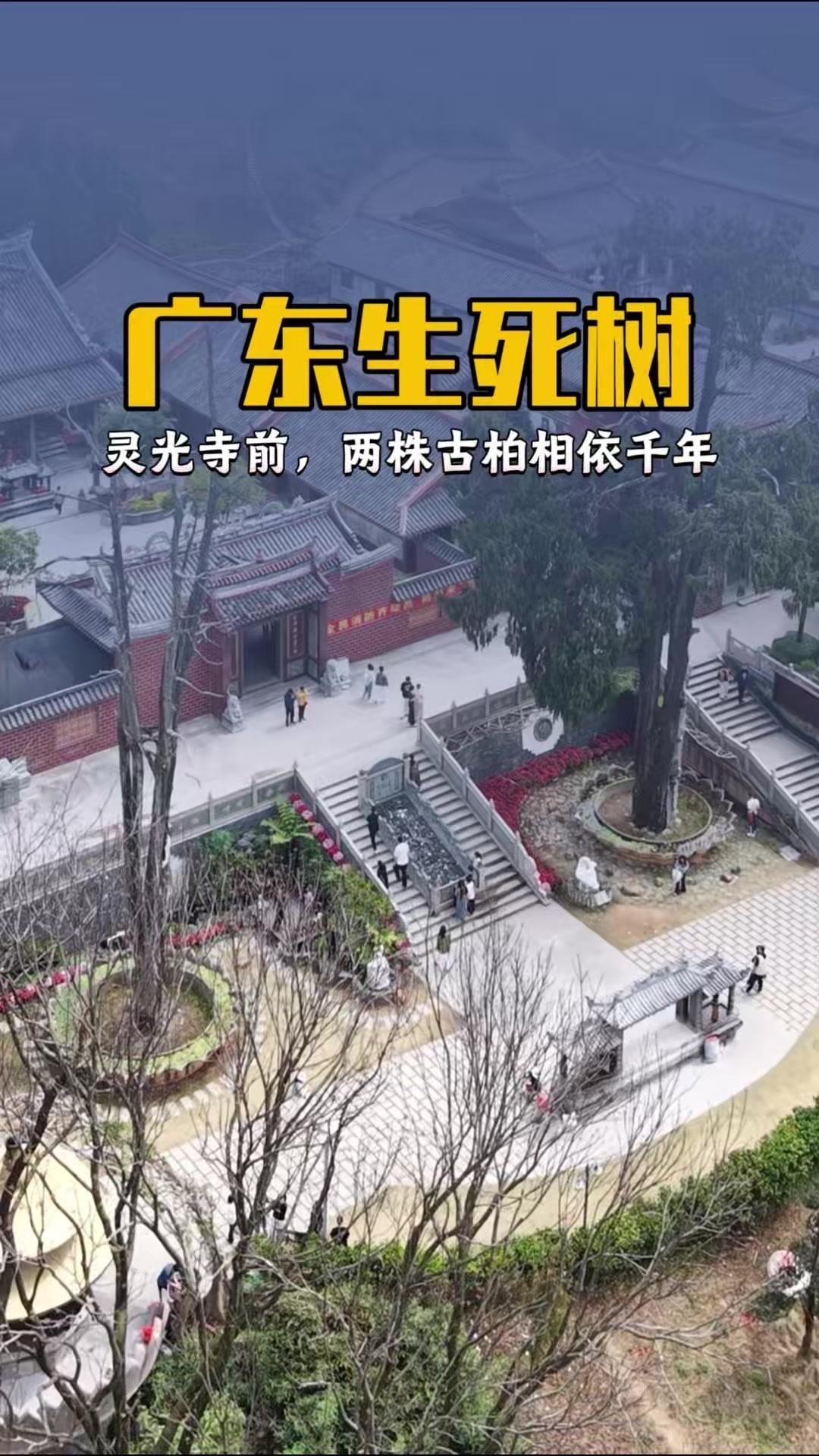 在梅州灵光寺前，两株古柏相依千年，左柏虽枯死四百余载却依旧挺拔傲立，高27米的铁
