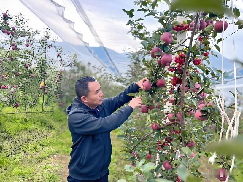 贵州省毕节市威宁自治县的李顺雨上了热搜！他是1981年出生的河南人，有着高级农艺