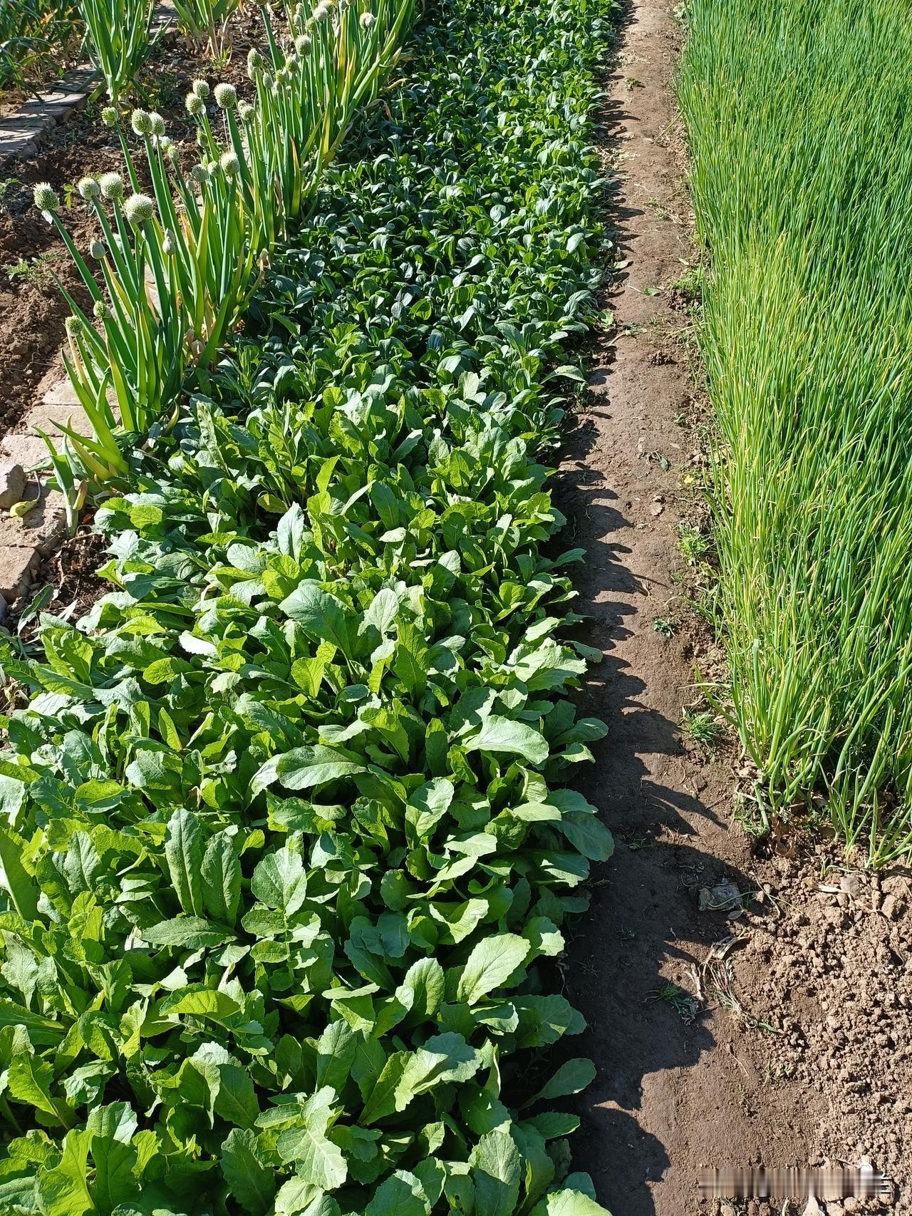 早上去菜园摘菜，今天我跟老妈要去城里看看二舅妈，想给她带点菜过去。老妈起来的