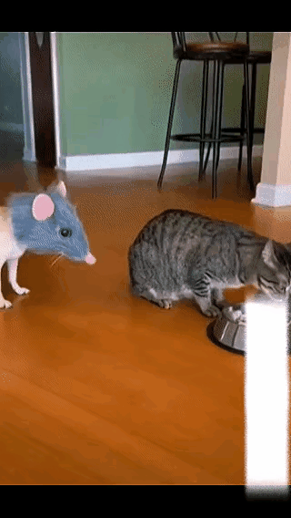 主人恶搞猫咪，给狗子套上老鼠头，万万没想到猫咪会是这种反应！本想拍个搞