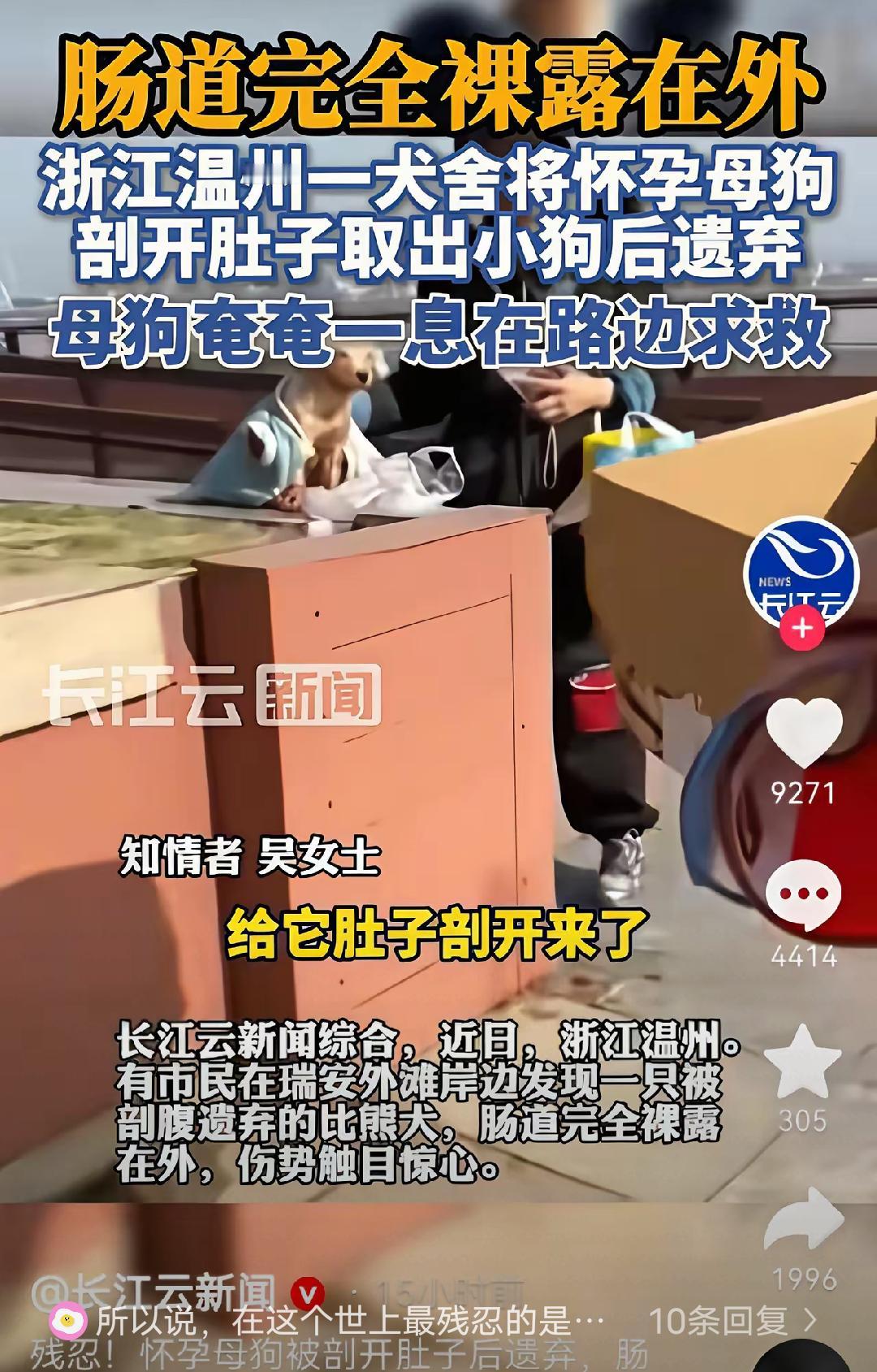 这只繁殖犬真是个谜明明刚用命换来新生命却被当作废品扔在路边明明伤口撕