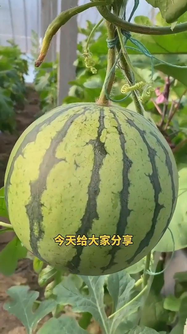 西瓜要高产，浇水也很关键。今天给大家分享西瓜怎样浇水轻松的高产。·1、定值前后