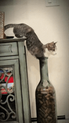猫：我的命数是到了吗？瓶：我倒了，你的应该也到了。