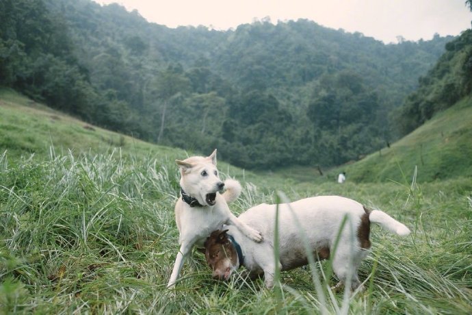 一网友带家里两只狗子去拍户外写真，画面非常温馨了[doge]