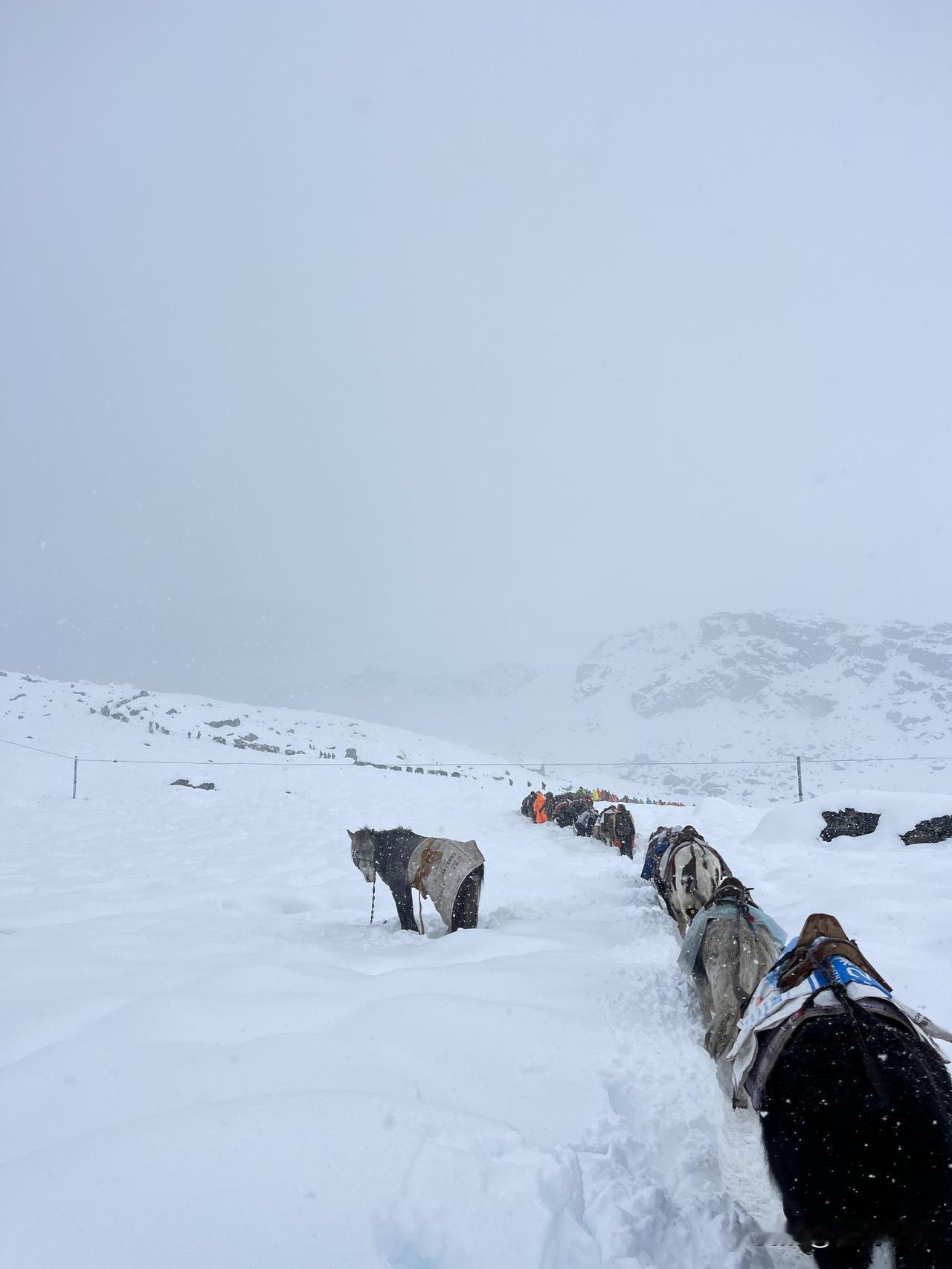 朋友国庆爬珠峰的遭遇24小时暴雪没停过风刮得帐篷都在晃睡袋裹三层还冻