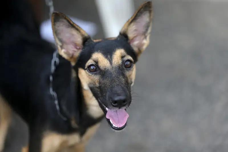 完整榜单女子被自家狗轻咬2个月后狂犬病发作——一个令人震惊又心酸的故事，让我们