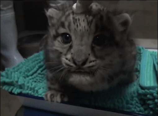 大猫咪宝宝想妈妈了