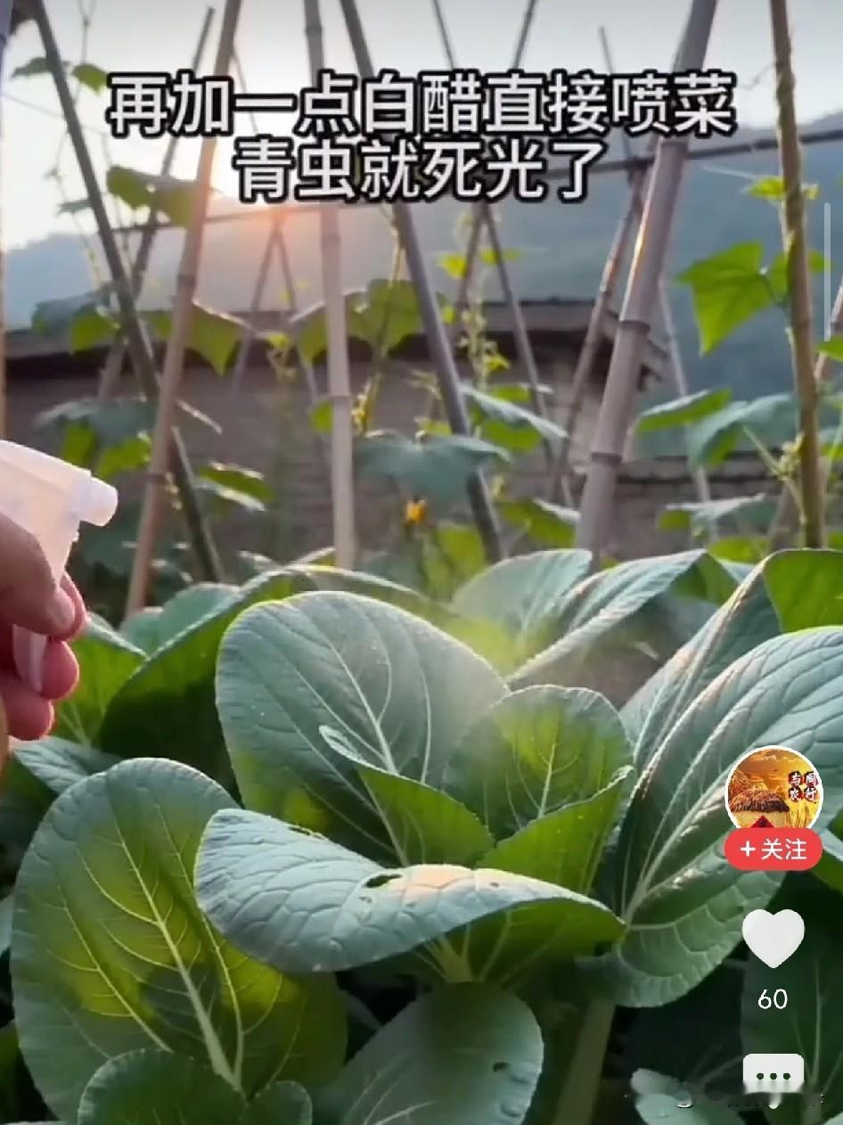 两年半没解决的虫子，一把干辣椒全灭了石家庄李女士，种叶菜两年半。她坚持不