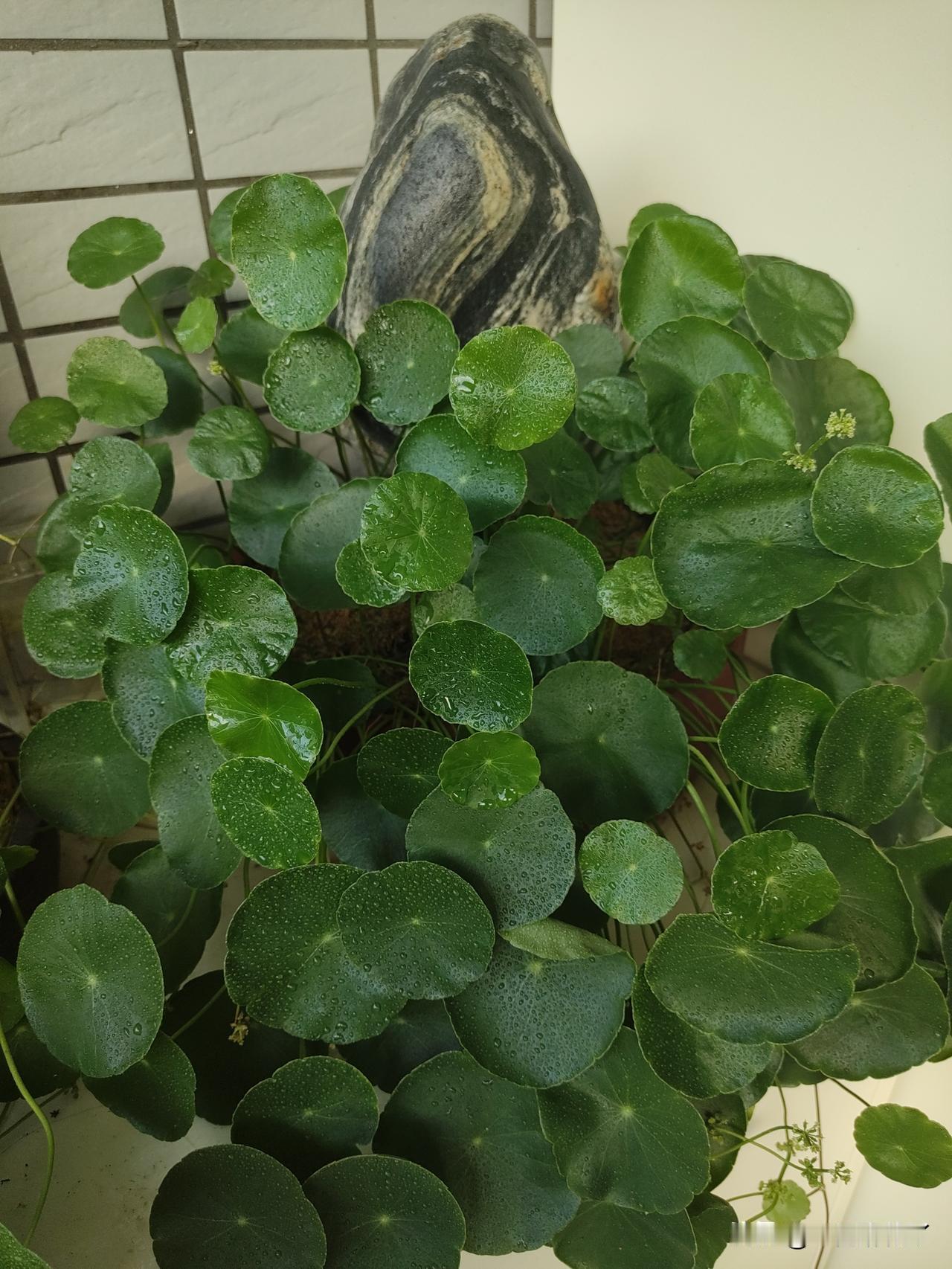 昨天麻团儿去医院拔牙，挂了一个专家号，但是只看到专家一小眼，专家就不见了，实际上