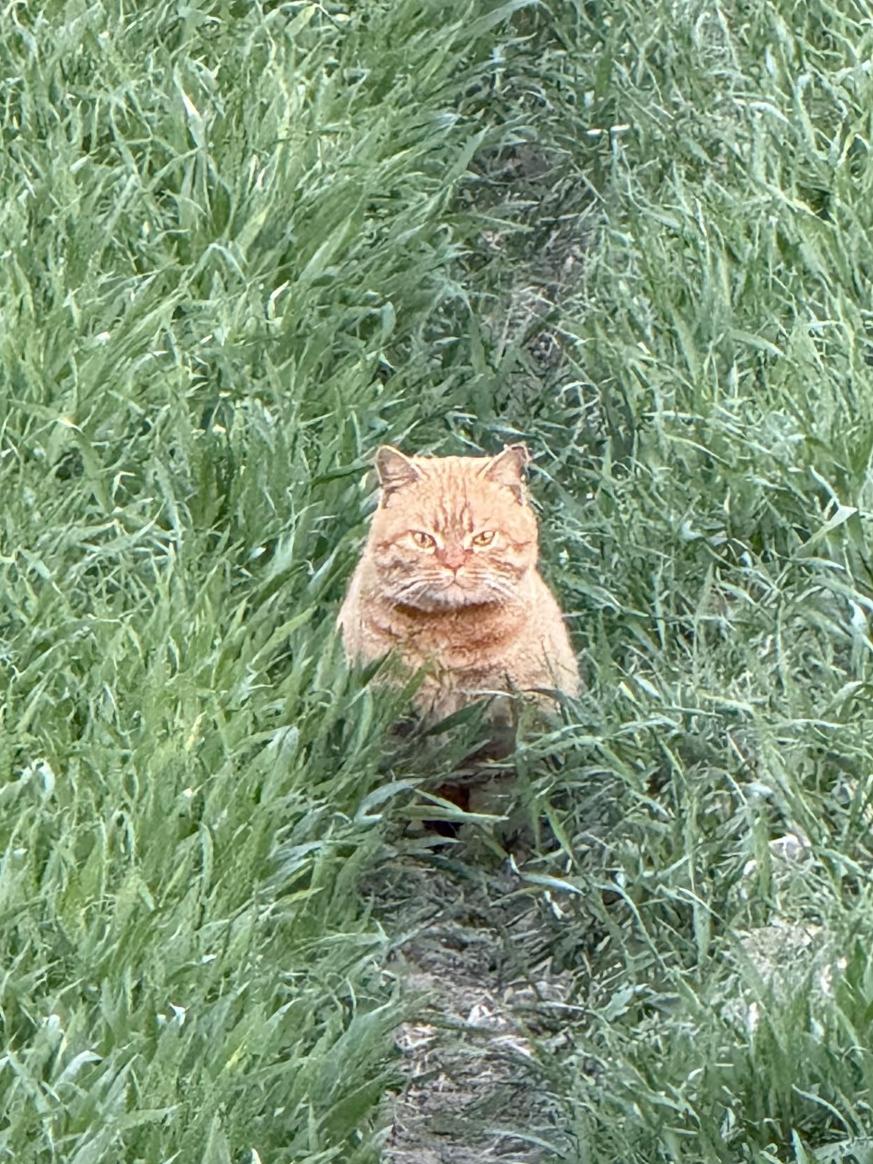 看猫🐱拉屎💩也是一种幸福[滑稽笑]