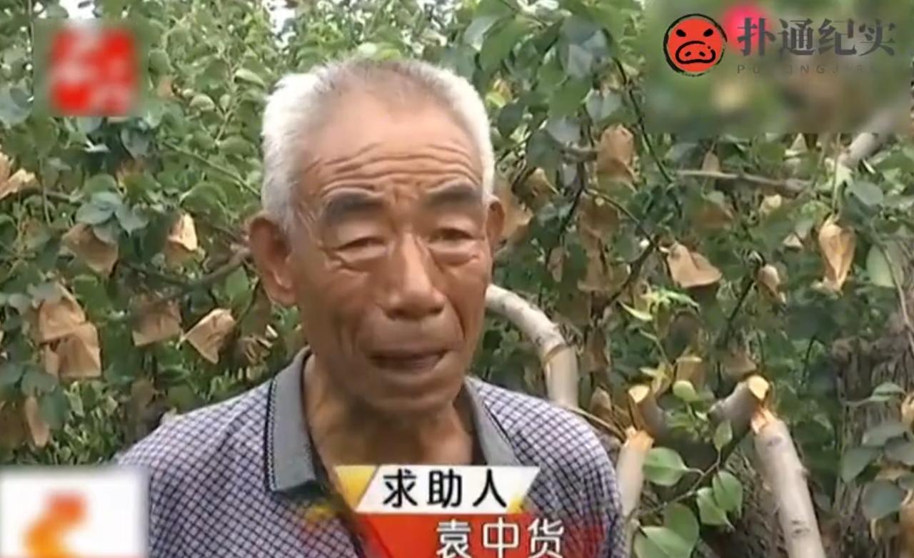 石家庄，大爷花了30年培育了50棵梨树，每年挂的梨子可以卖2万多元，不料，50棵