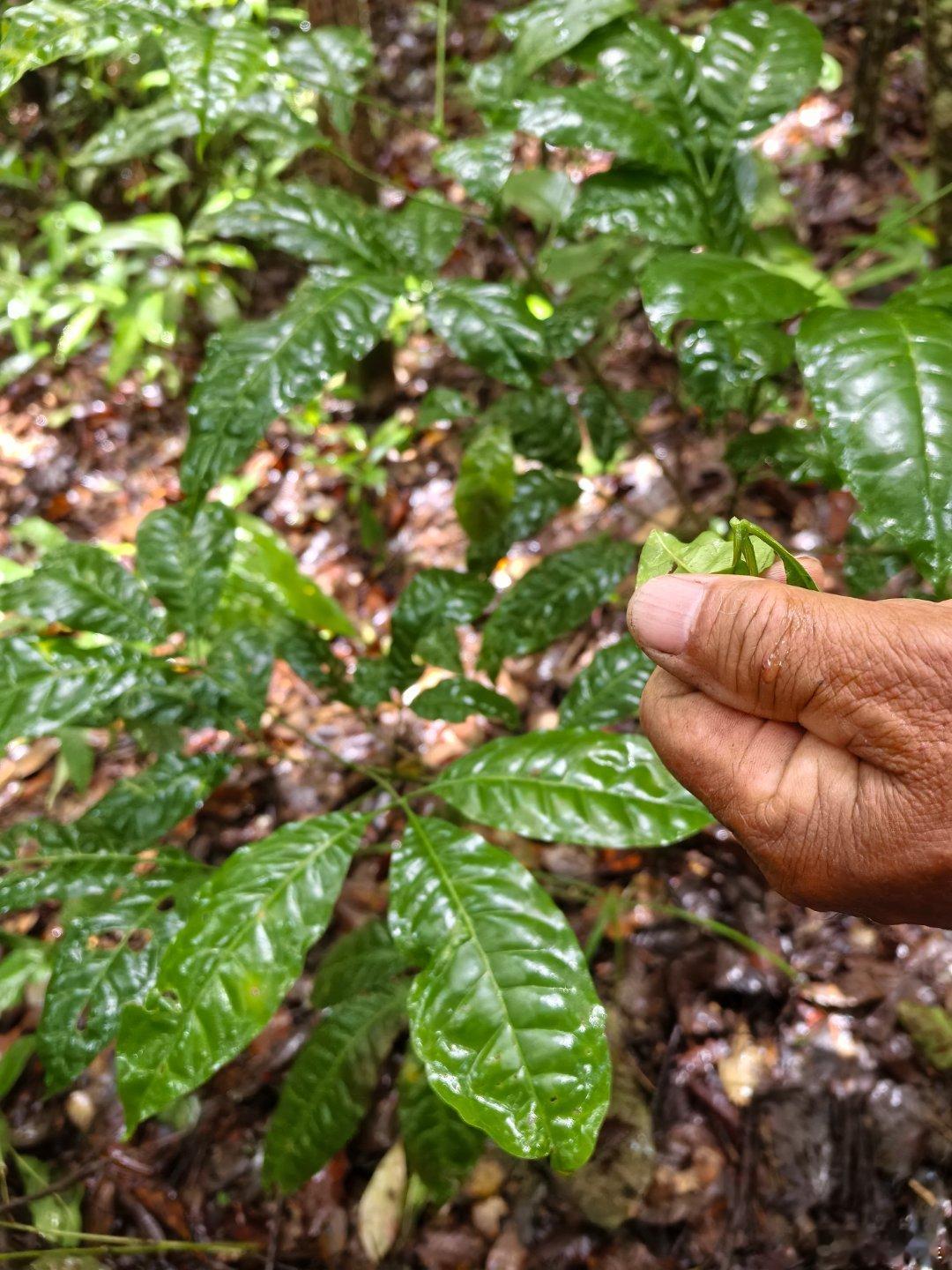 野山桃，虎刺果，甜栗果，小黄伞，野生草果，最后一张是泡木果（叶子可以做三角粑粑）