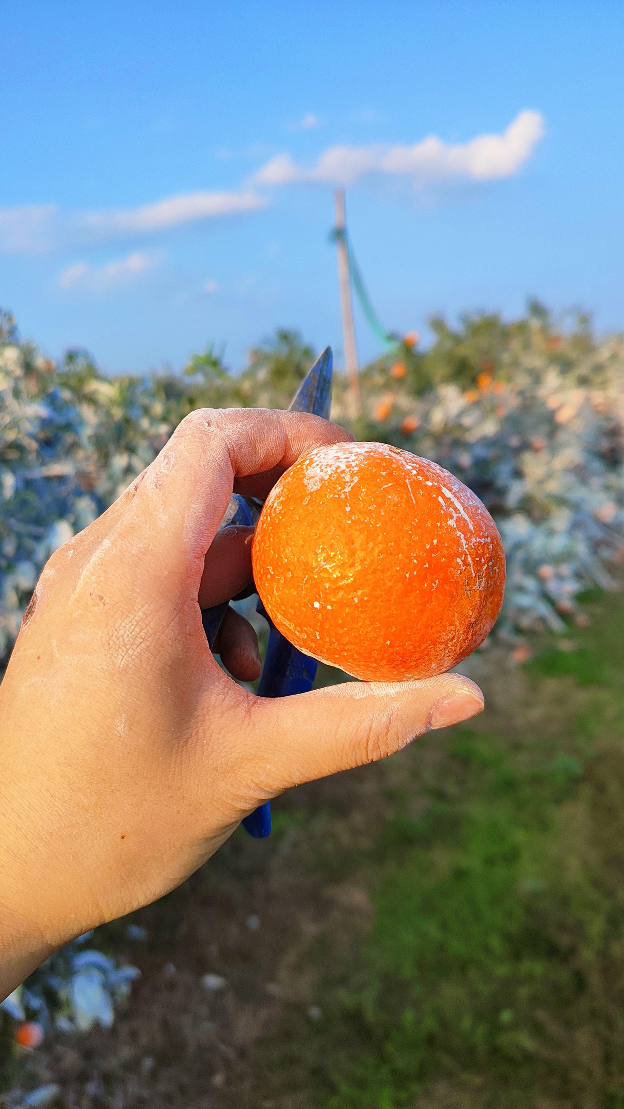 好看规则背后，买单的永远是种地的人。这些沃柑，好的贩子收走，花皮的，小...