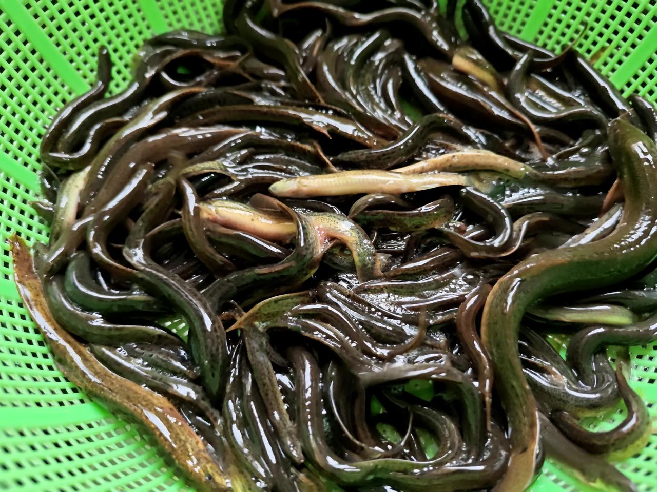 泥鳅现在在农村，也很难吃到这么正宗的土泥鳅了。五一回家，石头表弟送了他自己在
