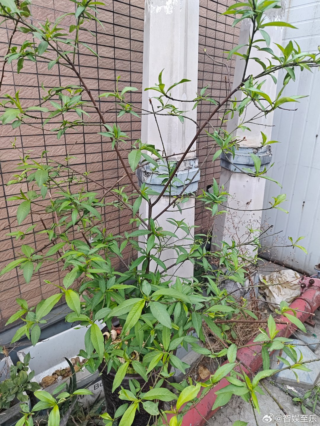 植树节，种桃种李种春风。花盆里放了那么多水果种子，还是本家李子最给力！