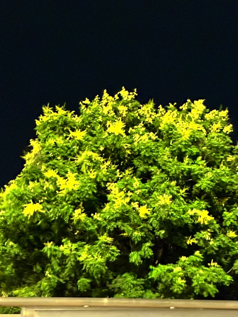 王菲的初恋男友，名字就叫栾树。因为王菲，栾树跟窦唯反目，窦唯因此退出黑豹乐队。栾树是黑豹乐队的键盘手