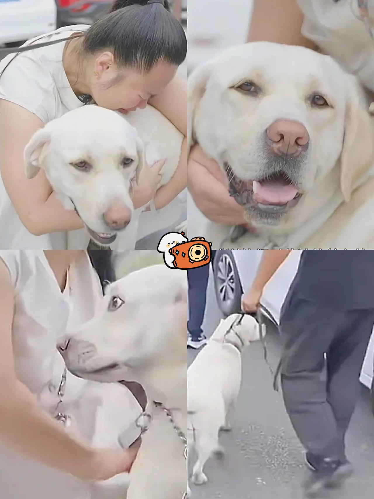 带主人爬泰山的导盲犬芬迪终于返回大连基地！这边王女士抱着它恋恋不舍喊“早点回来”