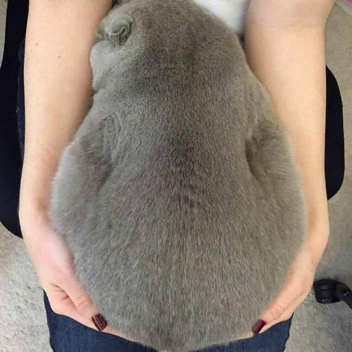 这猫抱起来太有压力了！