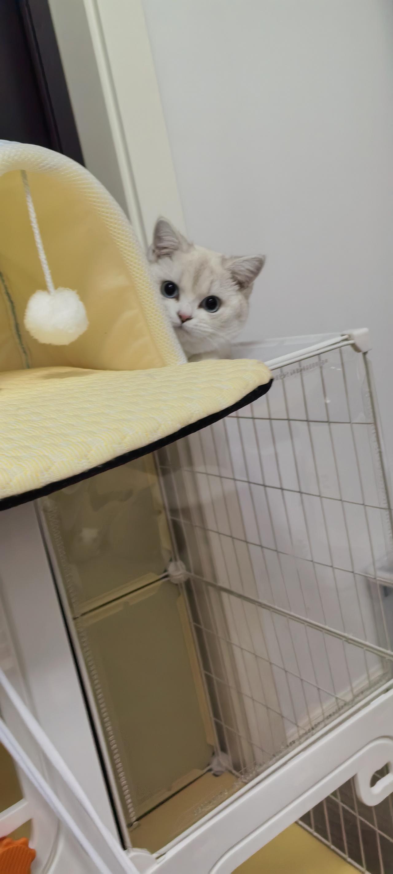 因为我家的猫真的很聪明的.最近我女儿有事出差去了.叫我帮她带几天猫.哎真的越来越