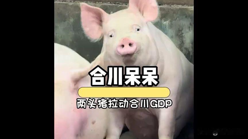 合川两头猪，干翻了文旅局全年KPI！​事情真的搞大了，已经出动了帽子叔叔、政府
