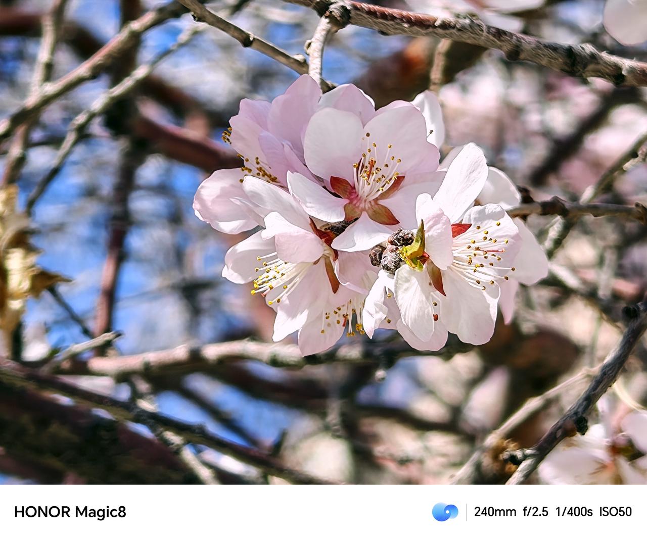 升级了150系统后的荣耀Magic8拍照真的太顶了，中午出来随手拍的路边树上的花