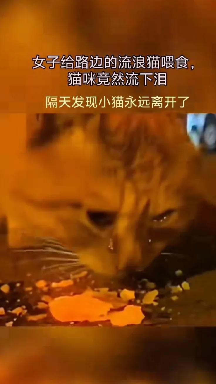 一女子发现一只流浪猫，于是好心的给它投喂了食物，小猫咪竟然眼含热泪边吃边哭，但隔