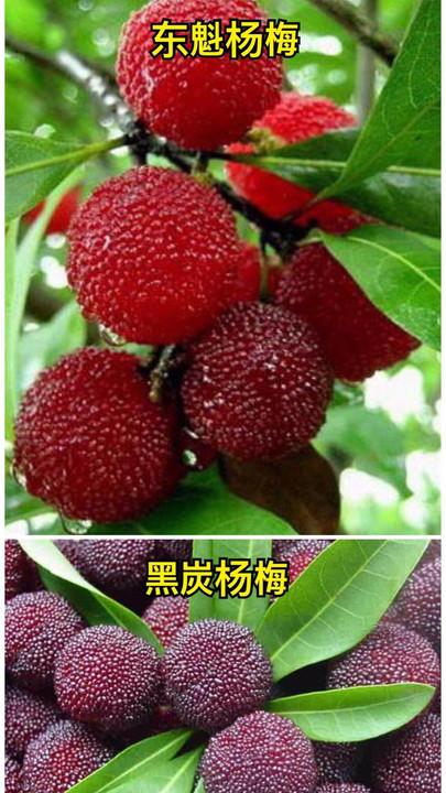 杨梅崩盘，草莓、西瓜……就是下一个。草莓膨大催红，防霉药打足，保鲜甜水一泡，卖相