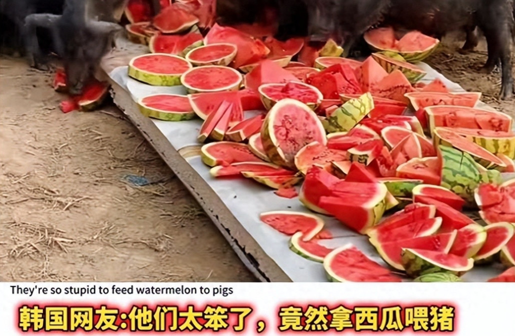 韩国人破防：你们竟然拿名贵西瓜喂猪，俄罗斯网友的回复很犀利