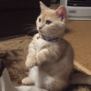 秒赞招财猫，你的财运会越来越旺盛🌈​​​​