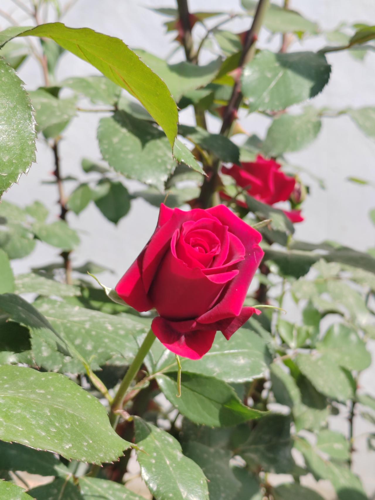 今日赏花，随手拍。出去溜了一个弯，就发现一片盛开的玫瑰花，其中一朵吸引了我，随手