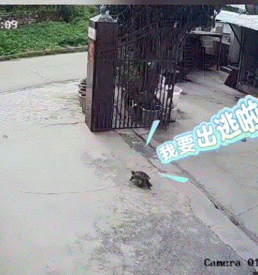 云南丽江，一女子养了几十年的乌龟突然不见了，女子在家中四处寻找也没有找到，结果调