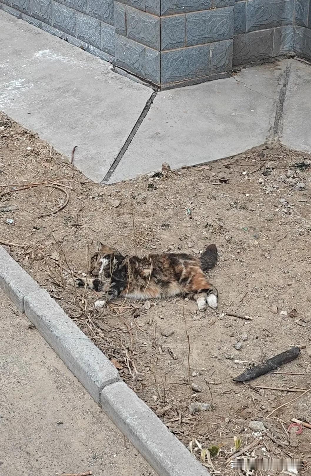 养猫的人最看不得人虐待猫。在原来住的小区里，有两只流浪猫，一只白猫，一只花猫，