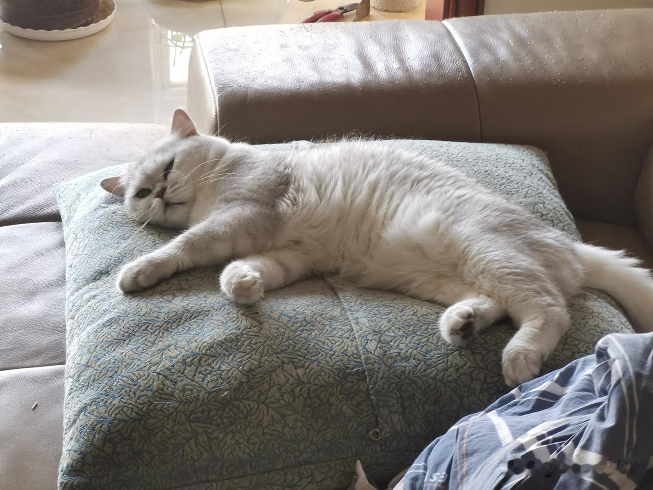 也许是天气热了，也许是自我为中心，我家的猫咪越来越肆无忌惮了，哪里都是他睡觉的地