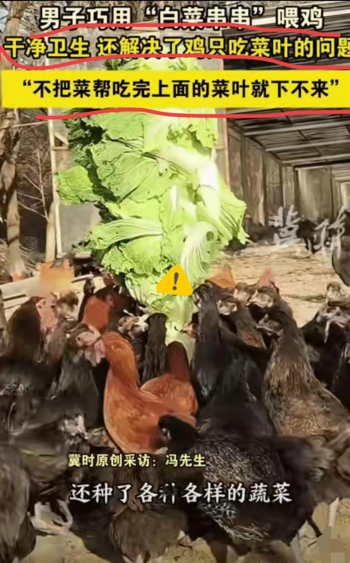 “太有才了！”北京这男子，养着1500多只鸡，鸡还挑食，光吃菜叶不吃菜帮。嘿，他