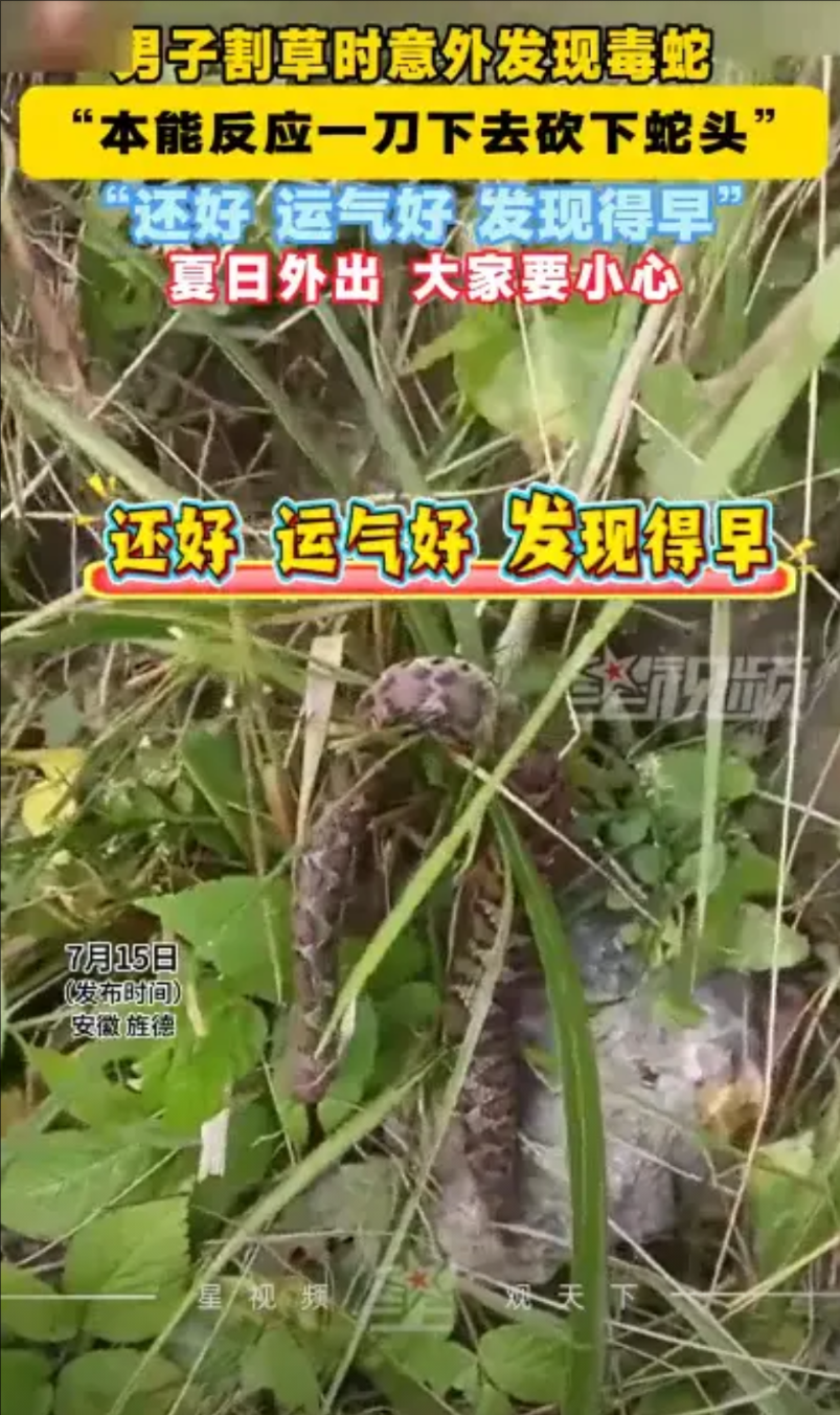 “人不狠，站不稳！”2025年7月，安徽，一男子在自家田地里割草，意外发现一条毒