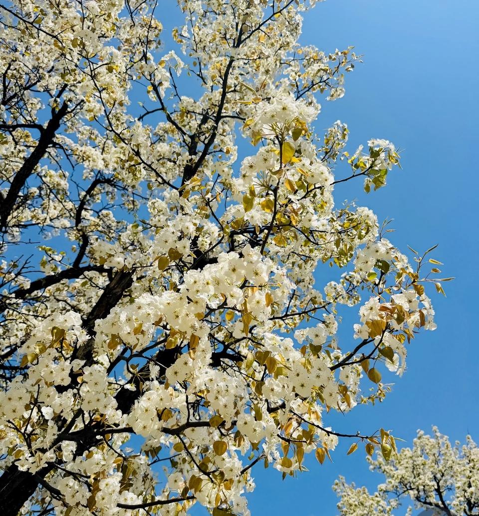 昨日（4月21日），北京二手房数据来了！其中，有哪些观察点，又透露了什么信号？