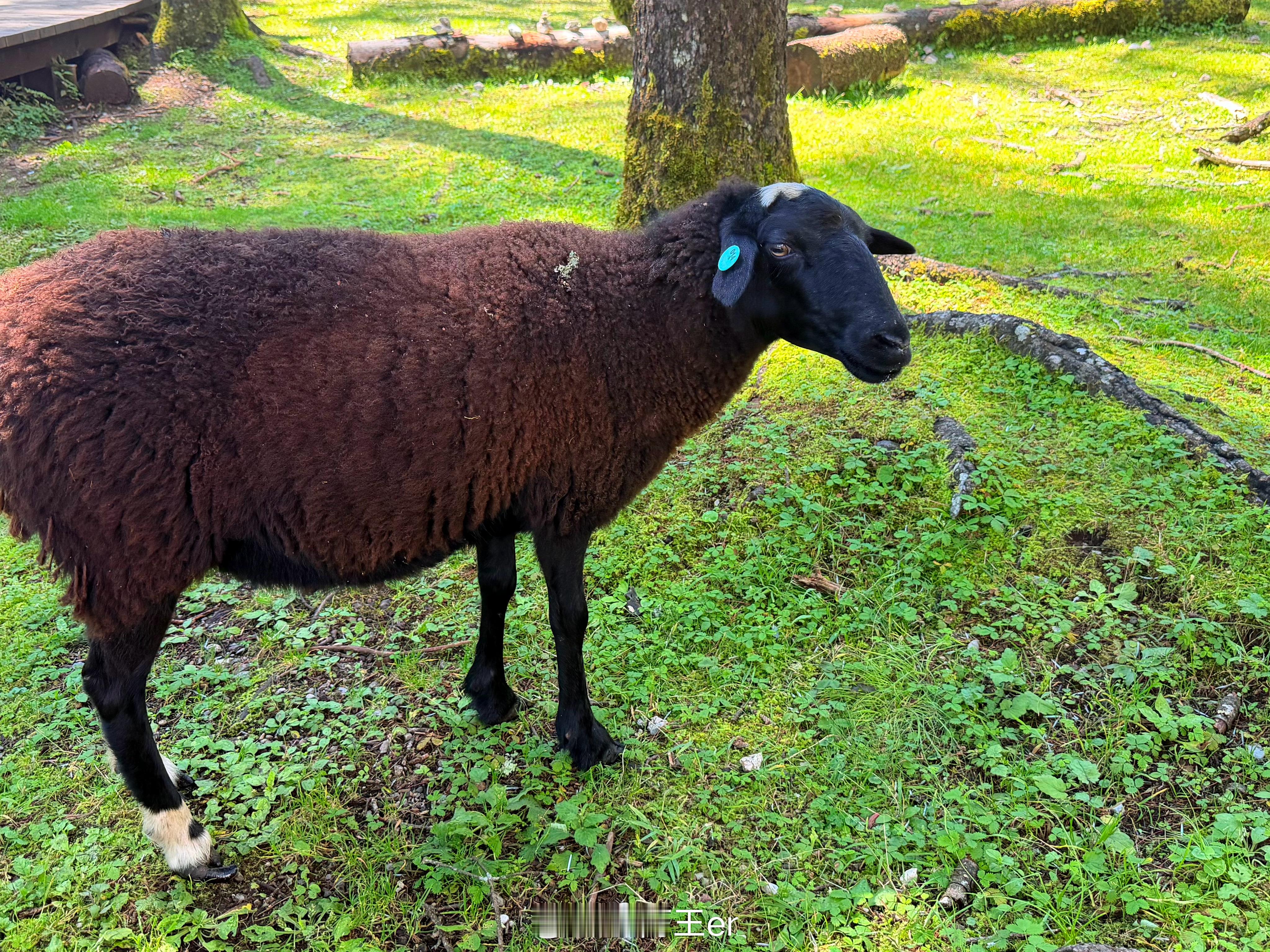 上山吃草认识了老羊.🐐丽江