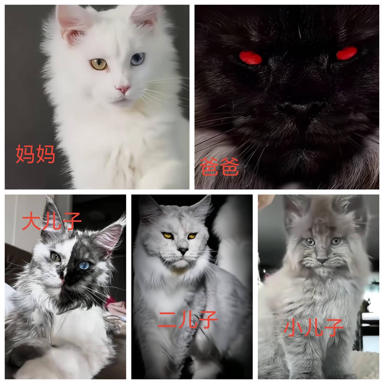 一只白色的异瞳猫妈妈和一只黑色的缅因猫爸爸，生出了黑白半开脸的异瞳大儿子，毛色均