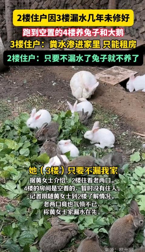 10月13日报道，河南许昌，2楼因3楼漏水一直未解决，一怒之下跑到4楼养起大鹅和