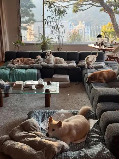 李孝利＆李尚顺60亿豪宅大曝光！。李孝利＆李尚顺60亿豪宅大曝光！首尔平