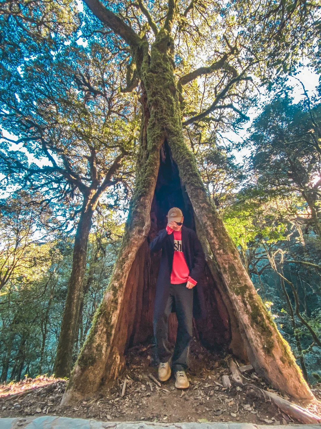 🌳换个角度看哀牢山，📷奇观就在脚下👍