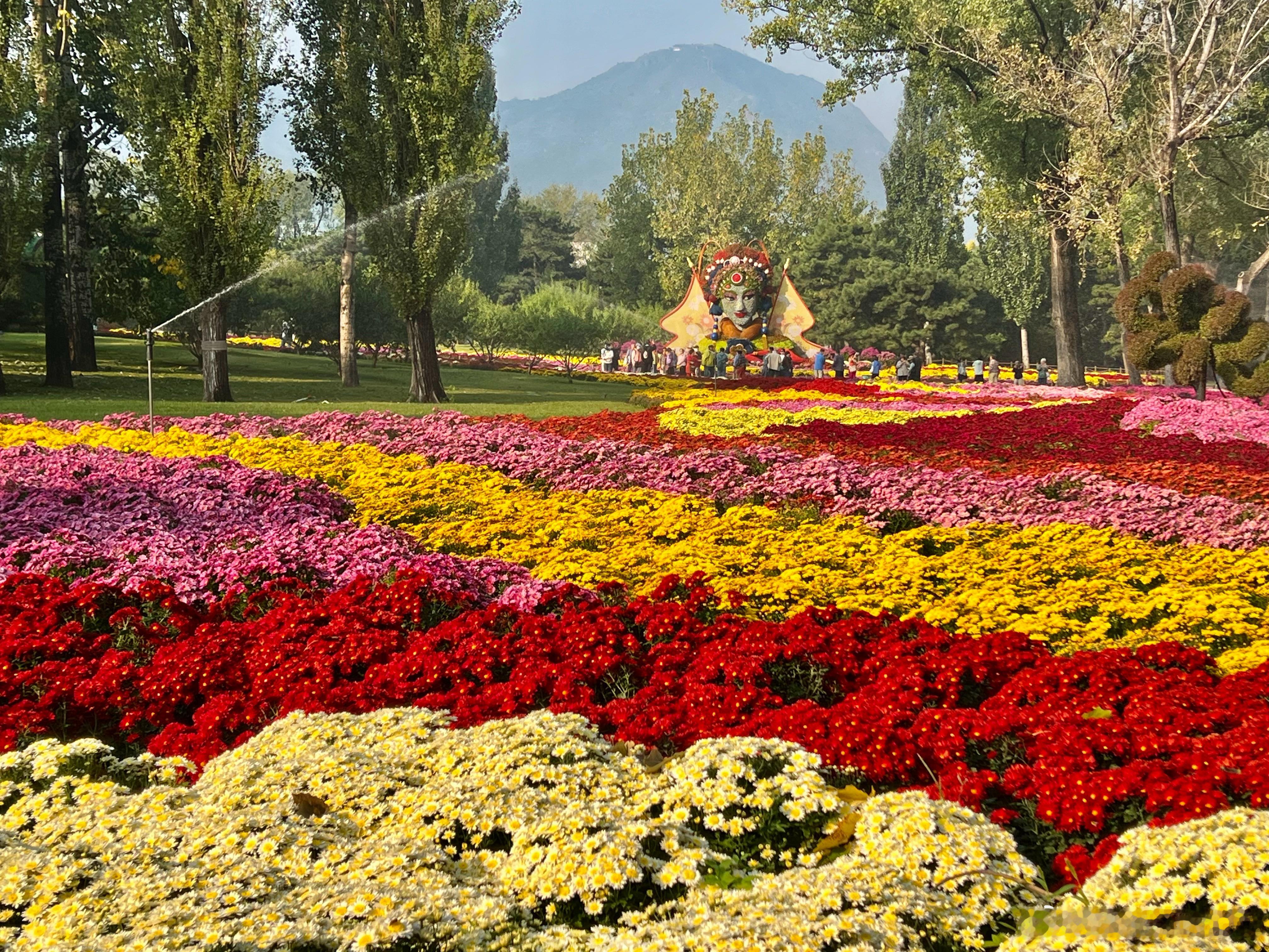 大美中国北京的秋色菊花海打卡美丽的中国超话北京·国家植物园