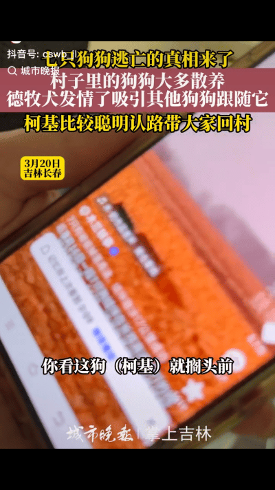 反转了！7只狗狗逃亡真相来了，据当地媒体现场采访，狗主人现身说法，七只狗并不是被