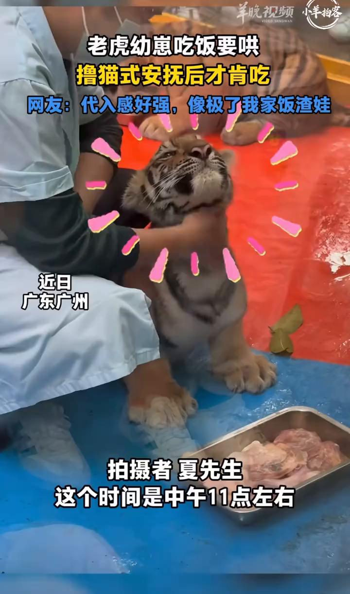 老虎幼崽吃饭要哄，撸猫式安抚后才肯吃。拍摄者夏先生。网友：代入感好强，像极了