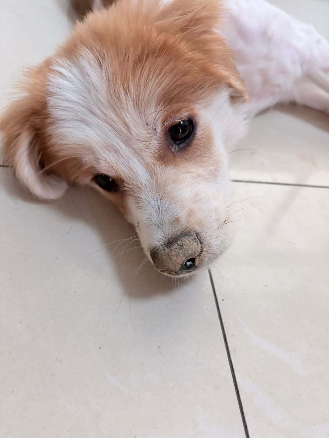 有高血压的人不适合养狗​​​