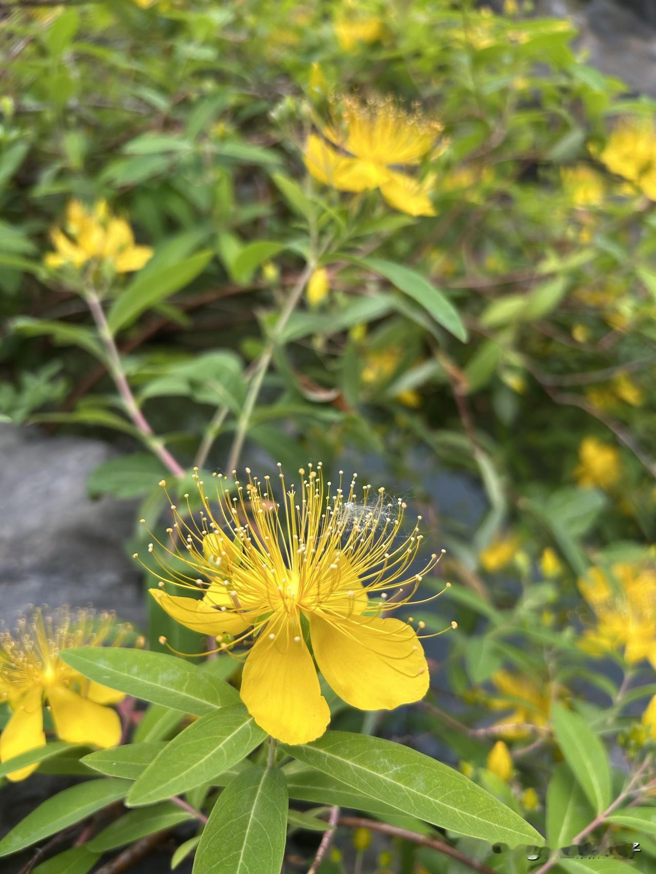 你知道年迈的父母有多孤单吗?人老了最怕的就是孤单，但也逃离不了孤单！婆婆腿