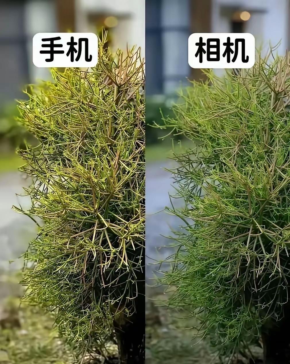 感觉相机迟早会被手机替代，这张对比手机已经完胜了。