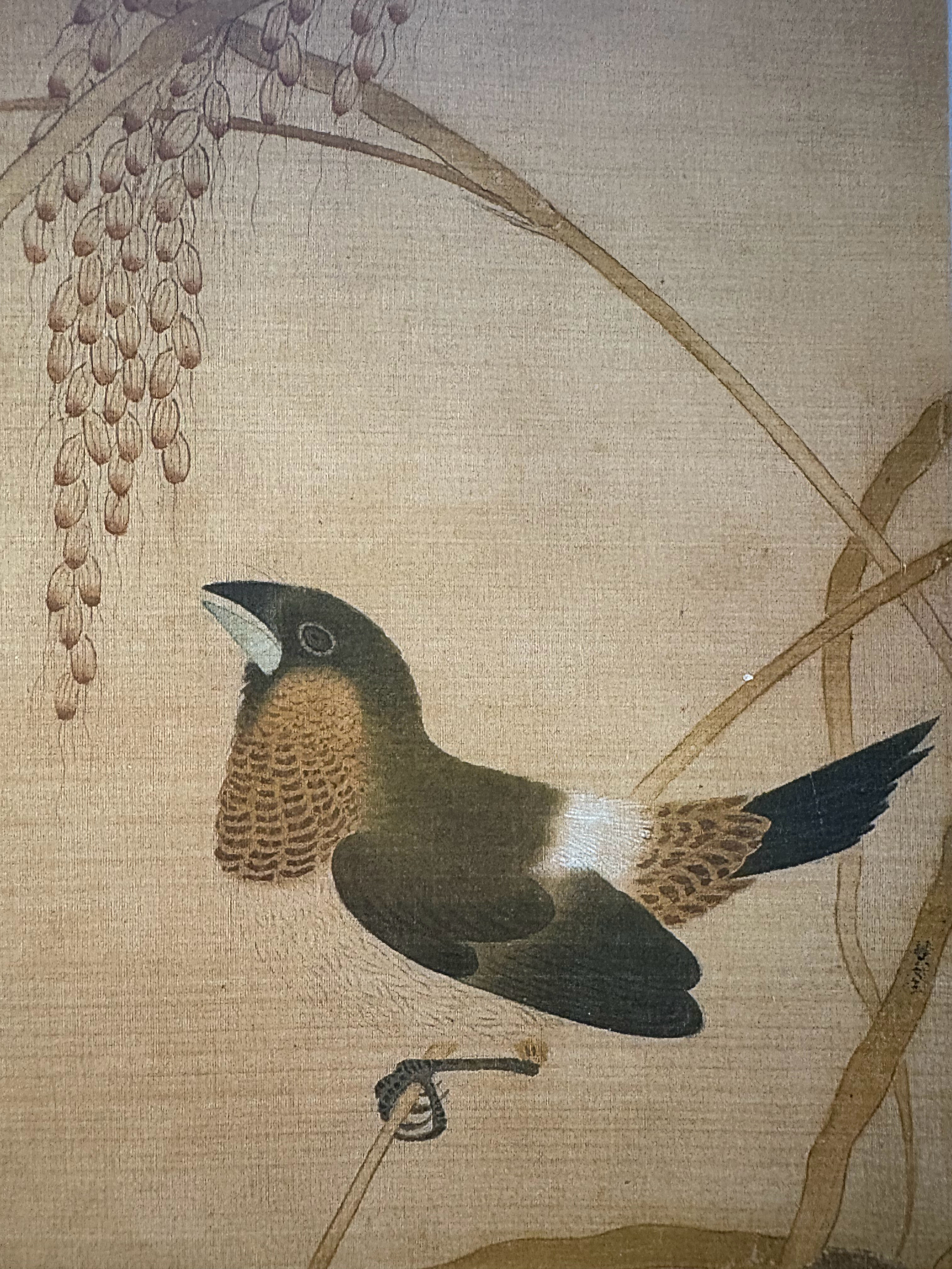 五代，黄筌《嘉穗珍禽图》中的绘制的白腰文鸟与生活照​​​