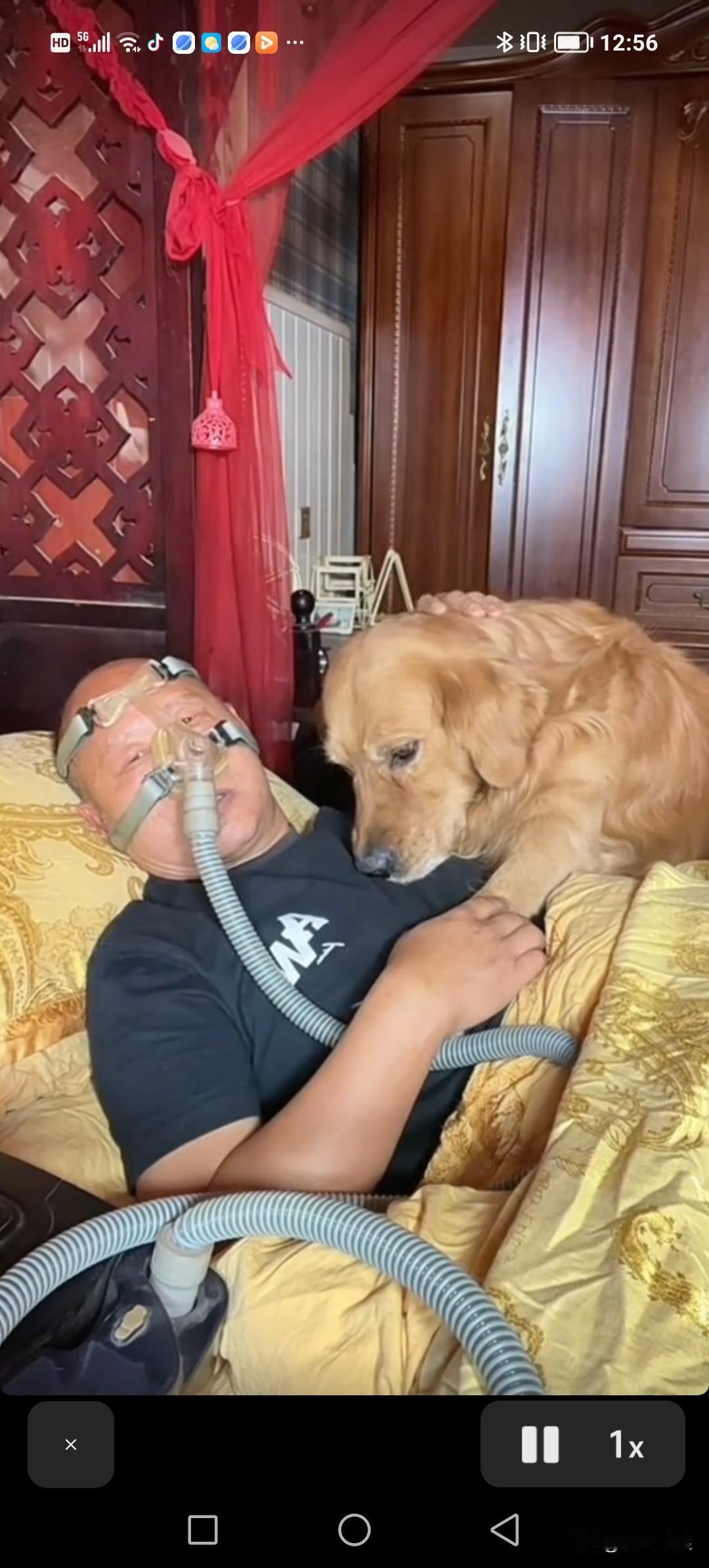 自我身体不适，在家卧床数日，狗狗便一直守在我身旁，不离不弃。我家养的小狗狗狗