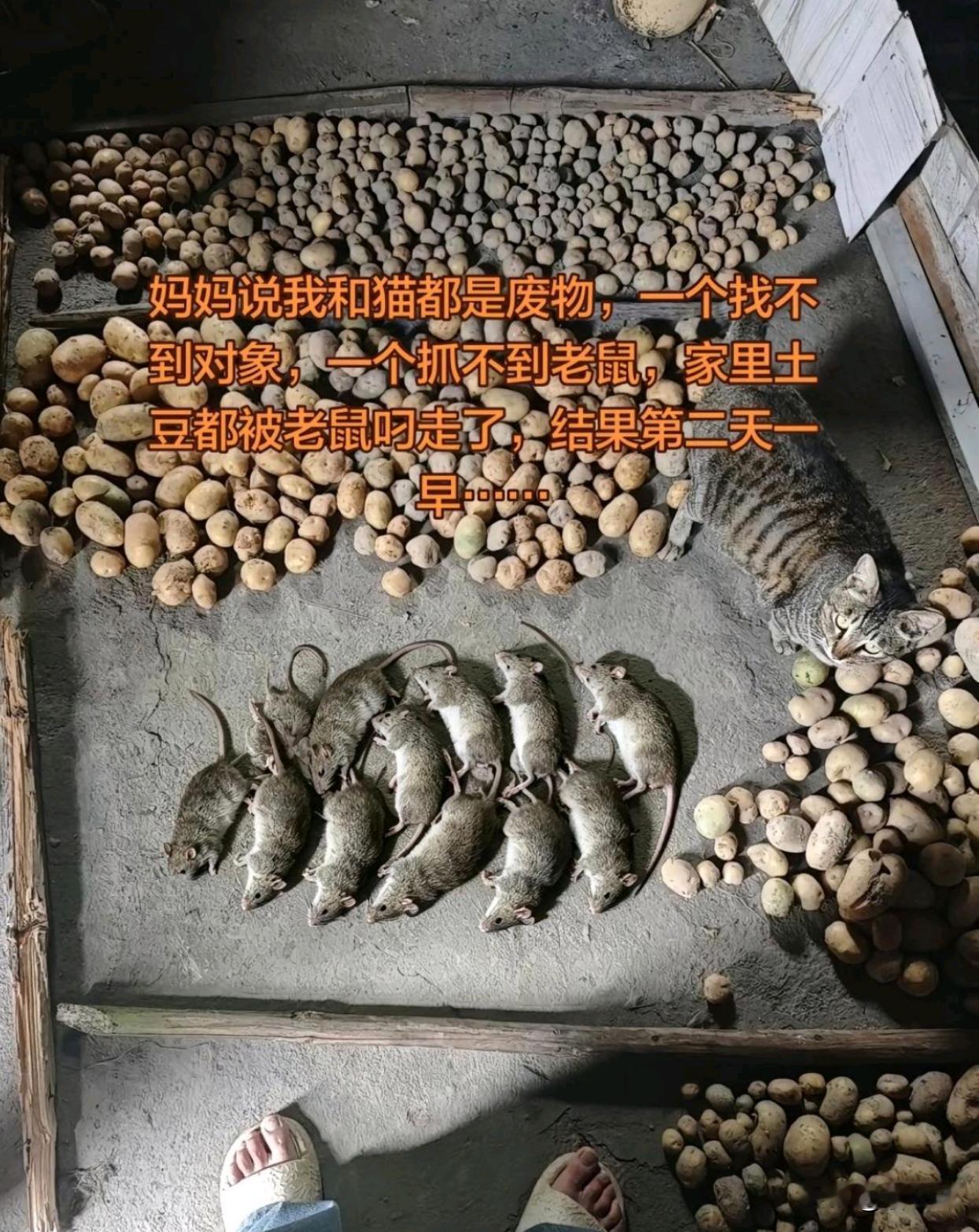 让猫听见了之后，猫:该你了